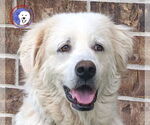 Small #3 Great Pyrenees