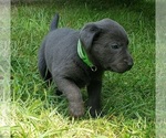 Small Photo #23 Labrador Retriever Puppy For Sale in OLYMPIA, WA, USA