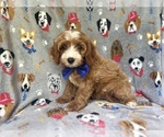 Small #6 Cavapoo
