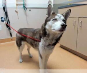 Siberian Husky Dogs for adoption in Martinez, CA, USA