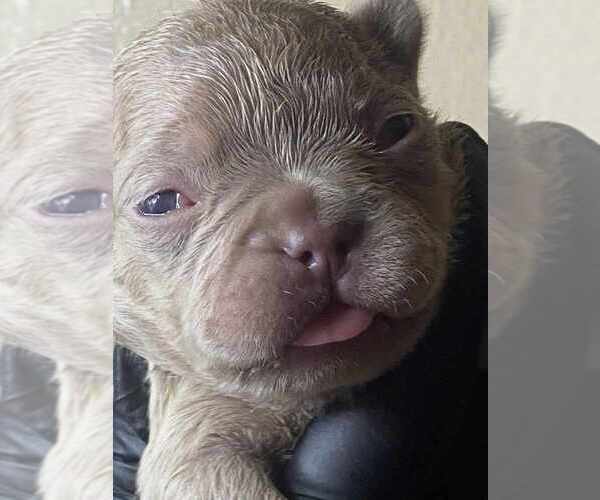 Medium Photo #6 French Bulldog Puppy For Sale in CORDOVA, TN, USA