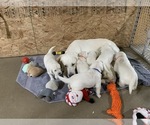 Small Photo #16 English Cream Golden Retriever Puppy For Sale in MARSHFIELD, WI, USA