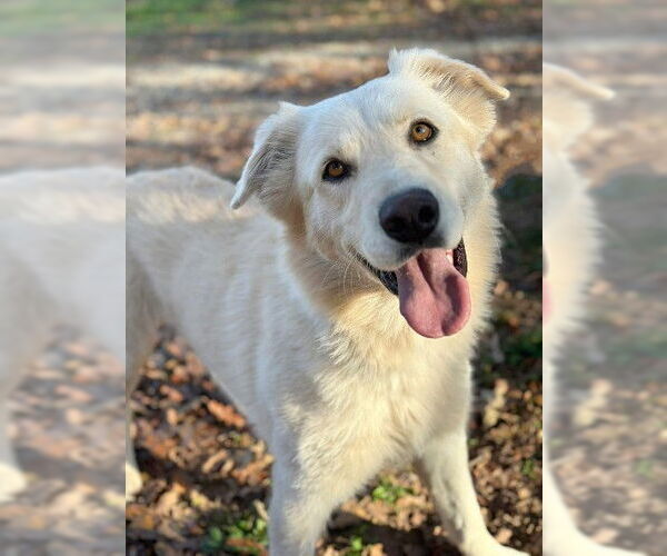Medium Photo #2 Golden Labrador Puppy For Sale in Genesee, WI, USA