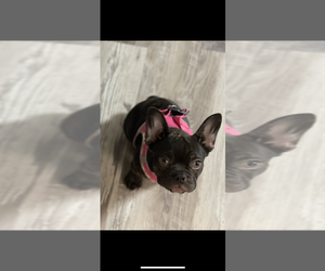 French Bulldog Puppy for sale in WILLOUGHBY, OH, USA