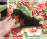 Small Photo #23 Australian Shepherd-Cavalier King Charles Spaniel Mix Puppy For Sale in HOWLAND, OH, USA
