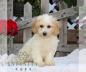 Bichpoo Puppy for sale in RISING SUN, MD, USA