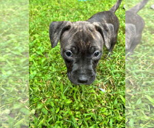 American Pit Bull Terrier Dogs for adoption in Alexandria, VA, USA