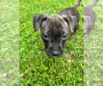 Small American Pit Bull Terrier