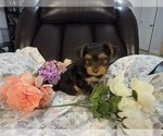 Small Photo #19 Yorkshire Terrier Puppy For Sale in RHOADESVILLE, VA, USA