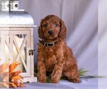 Small Irish Setter-Poodle (Miniature) Mix