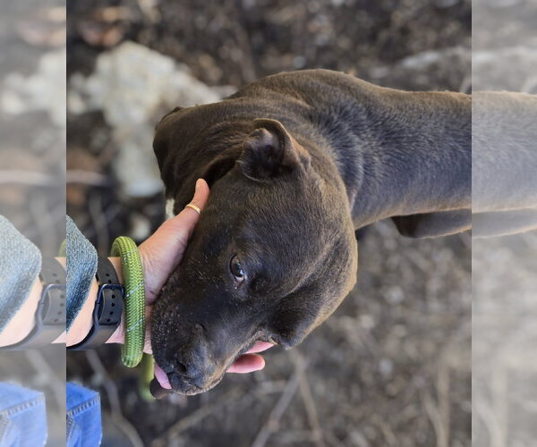Medium Photo #5 Boxador Puppy For Sale in Jackson, MS, USA
