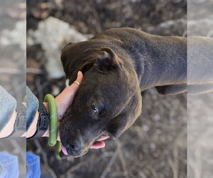 Jojo - Male Boxador Dog for Adoption - Photo #5