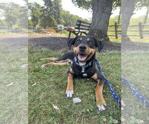 Mutt Dogs for adoption in Rockaway, NJ, USA