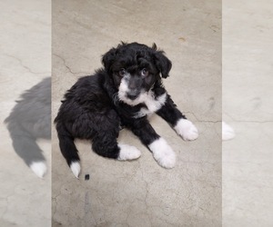 Aussiedoodle Puppy for sale in OKLAHOMA CITY, OK, USA