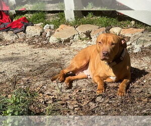 American Pit Bull Terrier-Unknown Mix Dogs for adoption in Raleigh, NC, USA