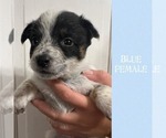 Puppy Lt Blue Collar Australian Cattle Dog