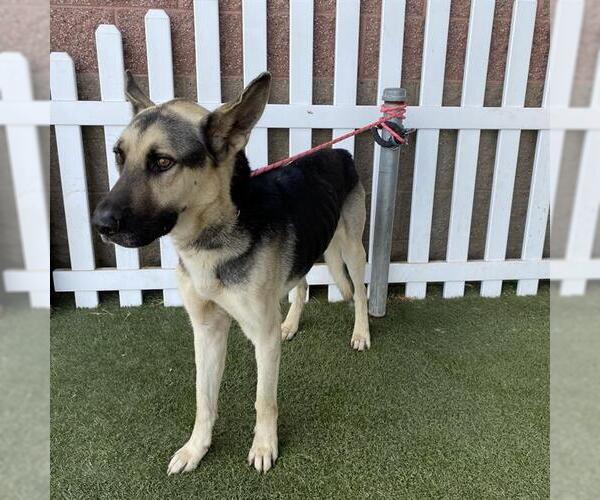 Medium Photo #1 German Shepherd Dog Puppy For Sale in Modesto, CA, USA