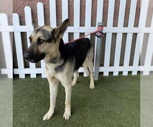 German Shepherd Dog Dogs for adoption in Modesto, CA, USA