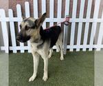 Small German Shepherd Dog