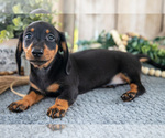 Small Photo #10 Dachshund Puppy For Sale in GREENWICH, OH, USA