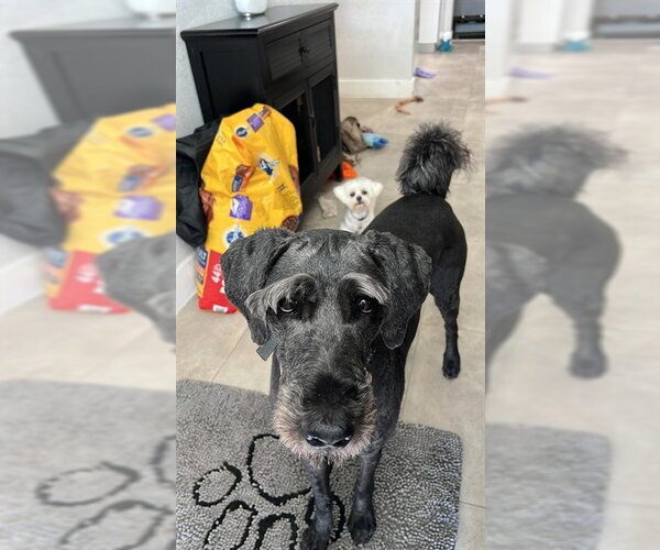 Medium Photo #1 - Mix Puppy For Sale in Fort Lauderdale, FL, USA