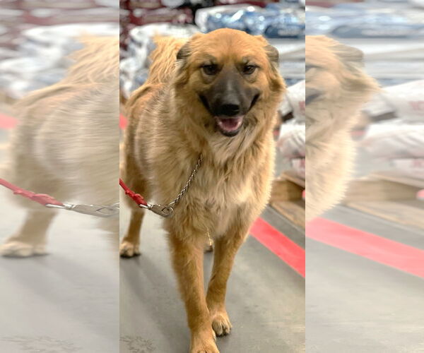 Medium Photo #1 Australian Shepherd-Unknown Mix Puppy For Sale in Winter Park, CO, USA