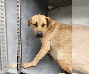Labrador Retriever-Unknown Mix Dogs for adoption in San Antonio, TX, USA