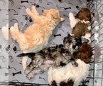 Small #3 Poochon