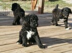 Small Photo #1 Airedoodle Puppy For Sale in FORT WORTH, TX, USA