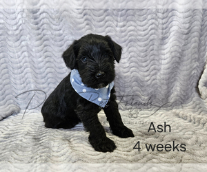 Schnauzer (Miniature) Puppy for sale in ARCANUM, OH, USA