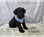 Image preview for Ad Listing. Nickname: Ash