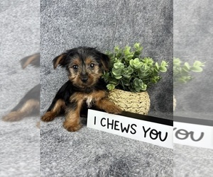 Yorkshire Terrier Puppy for sale in INDIANAPOLIS, IN, USA