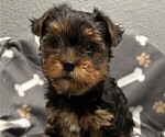Small Photo #8 Yorkshire Terrier Puppy For Sale in MERCED, CA, USA