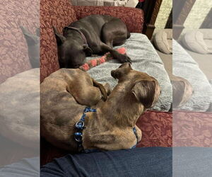 Catherine - Female American Pit Bull Terrier-Unknown Mix Dog for Adoption - Photo #11