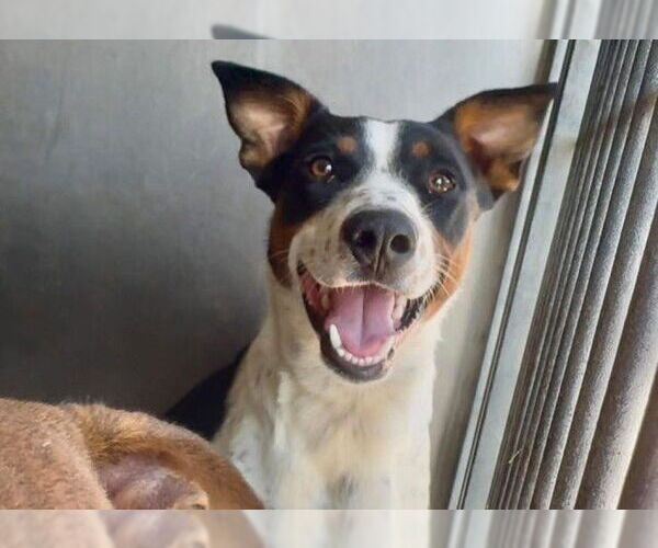 Medium Photo #2 Australian Shepherd-Unknown Mix Puppy For Sale in San Bernardino, CA, USA