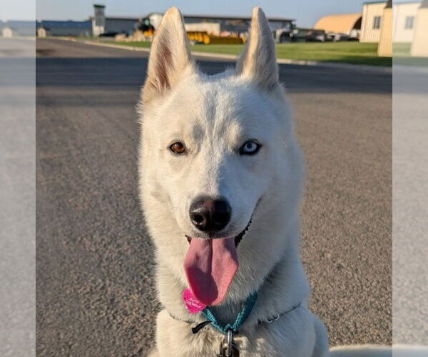 Medium Photo #14 Huskies -Unknown Mix Puppy For Sale in Fargo, ND, USA