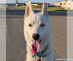 Small #13 Huskies  Mix