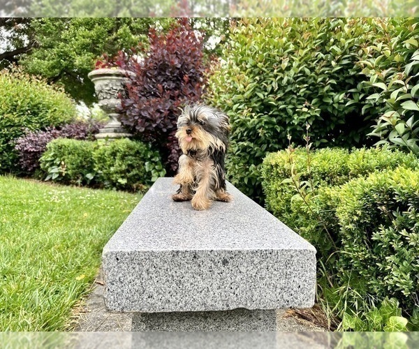 Medium Photo #13 Yorkshire Terrier Puppy For Sale in HAYWARD, CA, USA