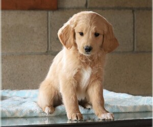 Goldendoodle (Miniature) Puppy for sale in FREDERICKSBG, OH, USA