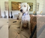Small Photo #1 Australian Shepherd-Old English Sheepdog Mix Puppy For Sale in BROKEN BOW, OK, USA