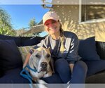 Small #1 American Pit Bull Terrier