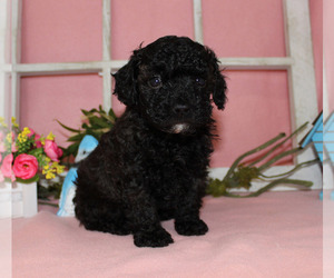 Poodle (Toy) Puppy for sale in CHANUTE, KS, USA