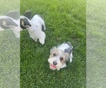 Small #2 Yorkshire Terrier