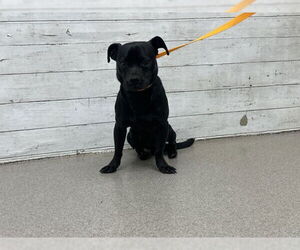 Chihuahua Dogs for adoption in San Bernardino, CA, USA