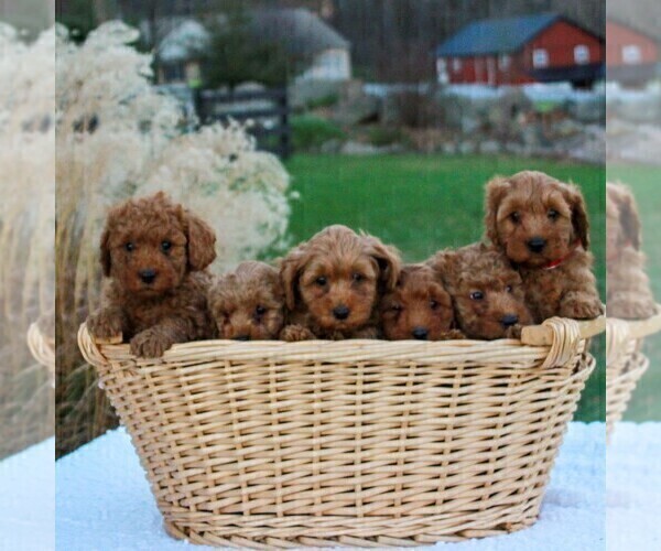 Medium Photo #2 Goldendoodle-Poodle (Miniature) Mix Puppy For Sale in NARVON, PA, USA