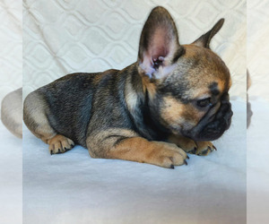 French Bulldog Puppy for sale in LONGMONT, CO, USA