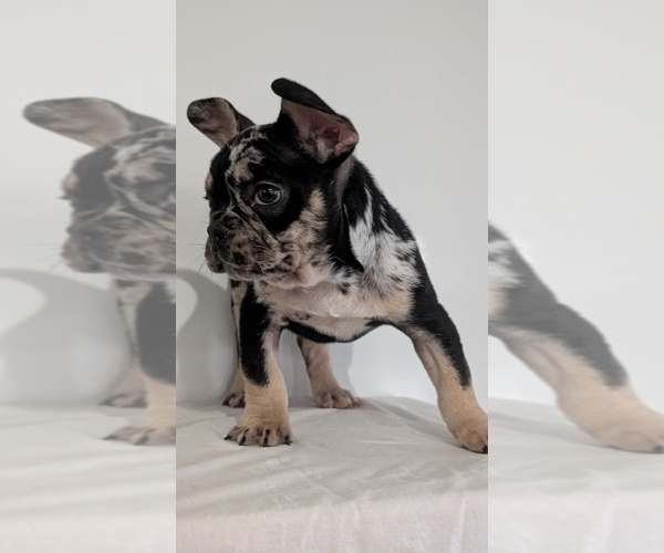Medium Photo #3 French Bulldog Puppy For Sale in GOSHEN, IN, USA