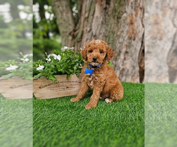 Medium Photo #2 Goldendoodle (Miniature) Puppy For Sale in INDIANAPOLIS, IN, USA
