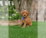 Small #1 Goldendoodle (Miniature)
