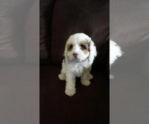 Cavapoo Puppy for sale in WALKER LAKE, NV, USA